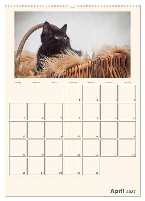 Schmusige Britisch Kurzhaar (CALVENDO Wandkalender 2027)