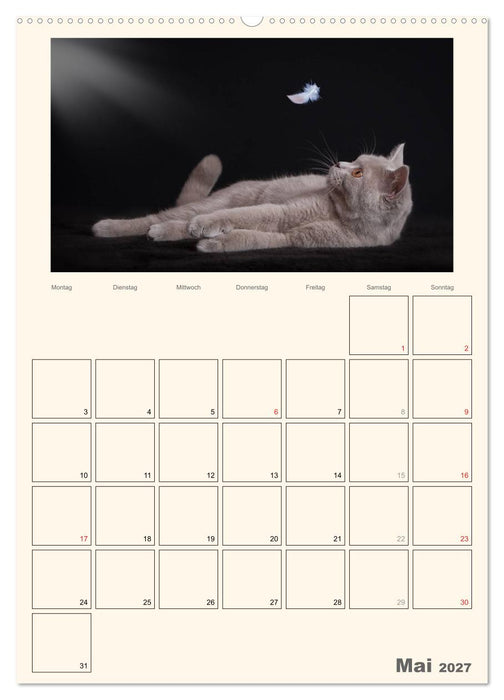 Schmusige Britisch Kurzhaar (CALVENDO Wandkalender 2027)