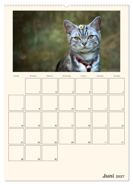 Schmusige Britisch Kurzhaar (CALVENDO Wandkalender 2027)