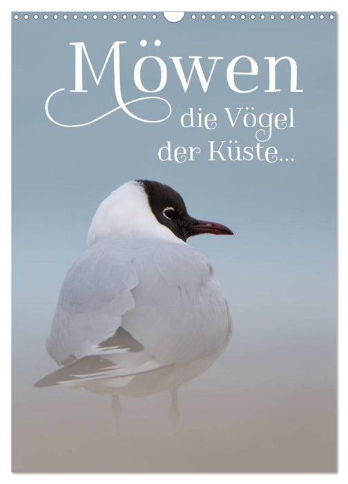 Möwen - die Vögel der Küste (CALVENDO Wandkalender 2027)