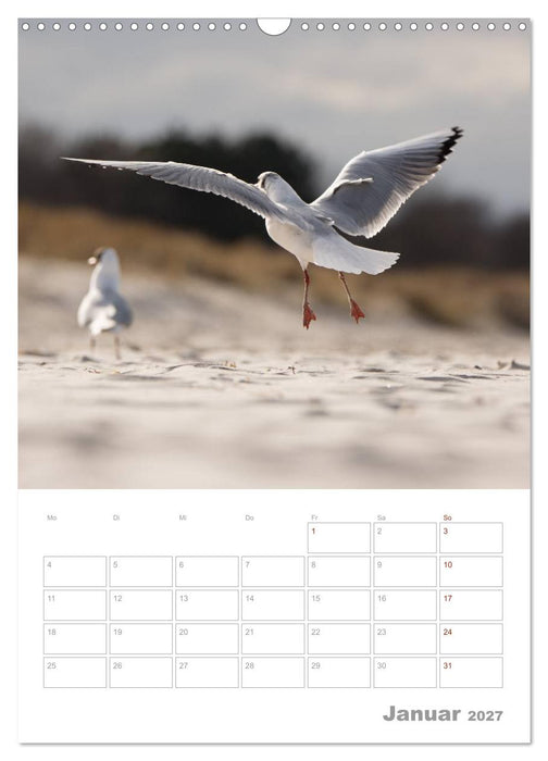 Möwen - die Vögel der Küste (CALVENDO Wandkalender 2027)