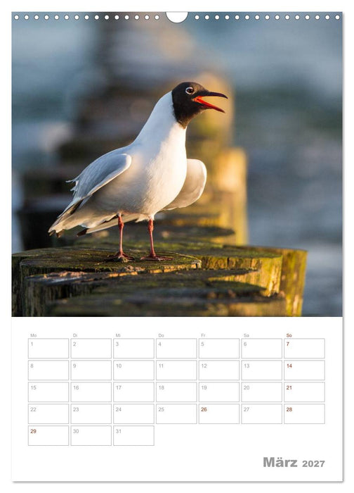 Möwen - die Vögel der Küste (CALVENDO Wandkalender 2027)