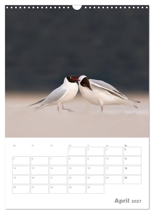 Möwen - die Vögel der Küste (CALVENDO Wandkalender 2027)