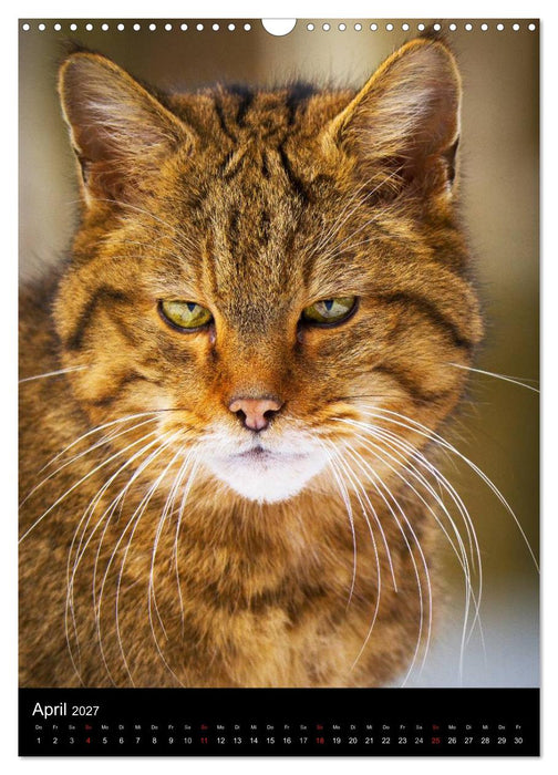 Wildkatzen - scheue Jäger (CALVENDO Wandkalender 2027)
