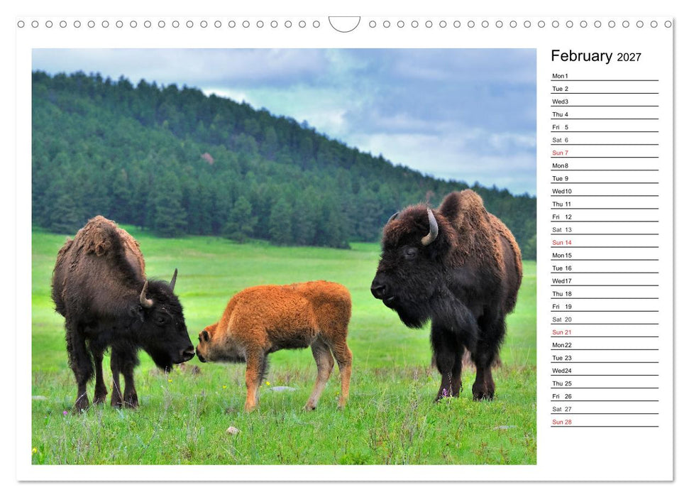 Bisons of North America (CALVENDO Monthly Calendar 2027)