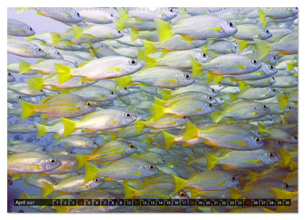 Tropische Unterwasserwelt (CALVENDO Premium Wandkalender 2027)