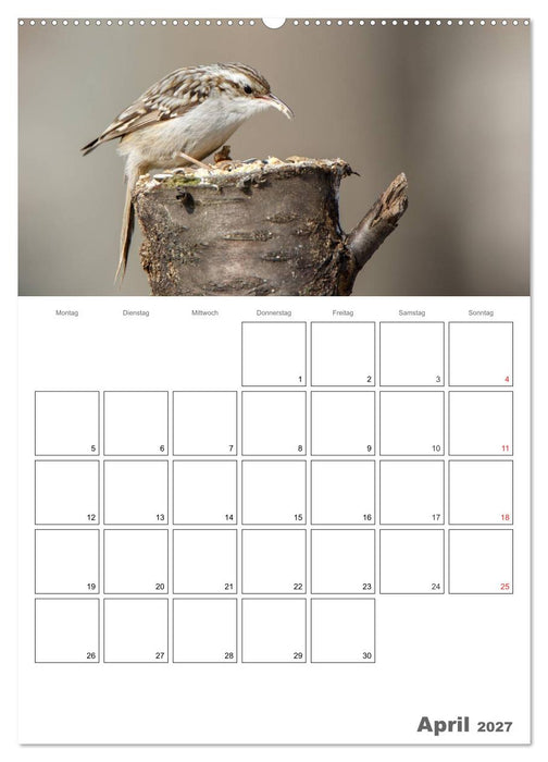 Vögel im heimischen Garten (CALVENDO Premium Wandkalender 2027)