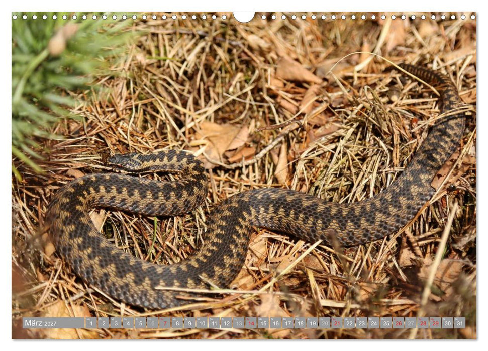 Pietzmoor - ein Hochmoor in der Lüneburger Heide (CALVENDO Wandkalender 2027)