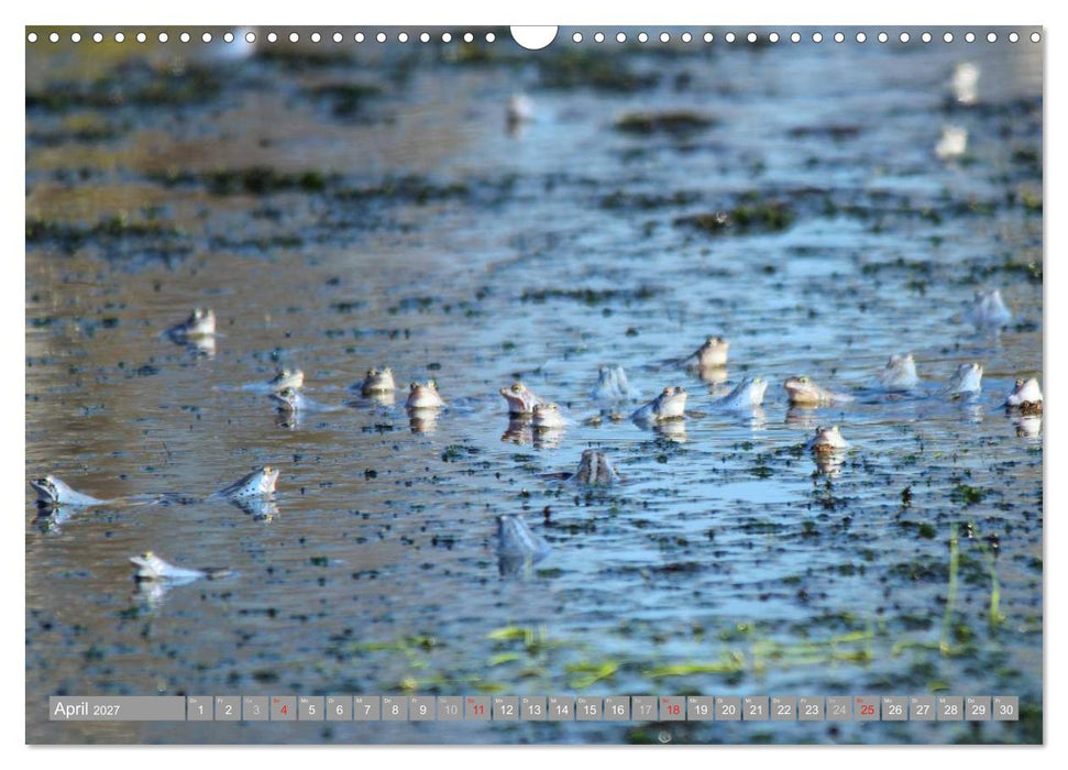 Pietzmoor - ein Hochmoor in der Lüneburger Heide (CALVENDO Wandkalender 2027)