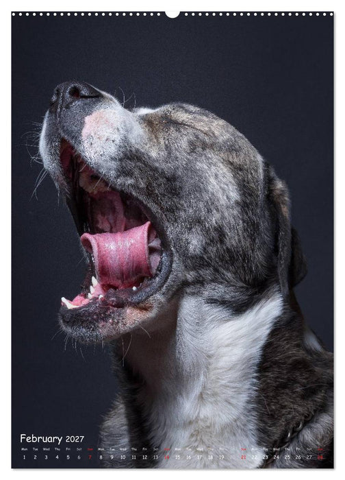 Dogs in Style (CALVENDO Premium-Calendar 2027)