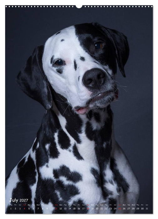 Dogs in Style (CALVENDO Premium-Calendar 2027)