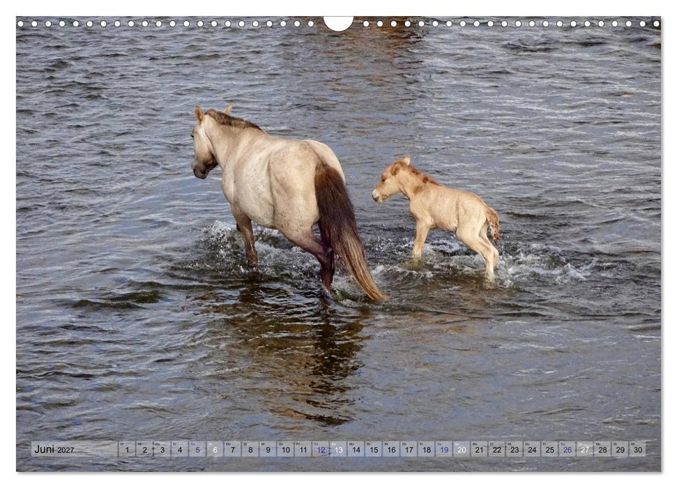 Pferde und Reiter der Mongolei (CALVENDO Wandkalender 2027)