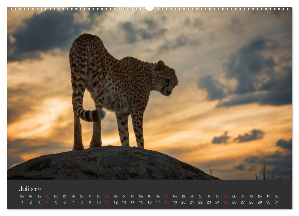 Geparden. Die eleganten Katzen. (CALVENDO Premium Wandkalender 2027)