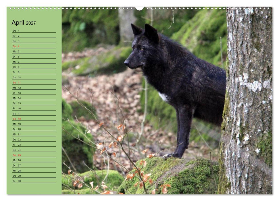 Im Rudel Zuhause - Der Wolf (CALVENDO Premium Wandkalender 2027)