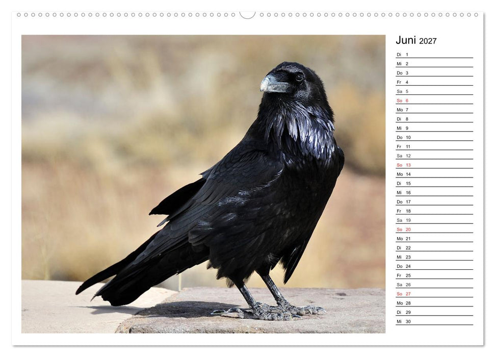 Gefiederte Freunde - Unsere heimischen Gartenvögel (CALVENDO Premium Wandkalender 2027)