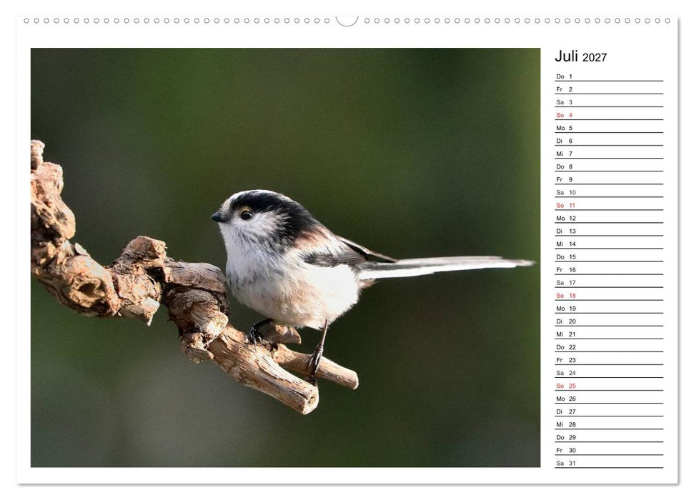 Gefiederte Freunde - Unsere heimischen Gartenvögel (CALVENDO Premium Wandkalender 2027)