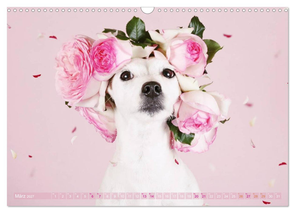Die Parson-Russell-Terrier...mit neuen Abenteuern aus der Hundeknipserei (CALVENDO Wandkalender 2027)