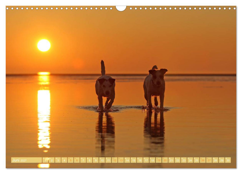 Die Parson-Russell-Terrier...mit neuen Abenteuern aus der Hundeknipserei (CALVENDO Wandkalender 2027)