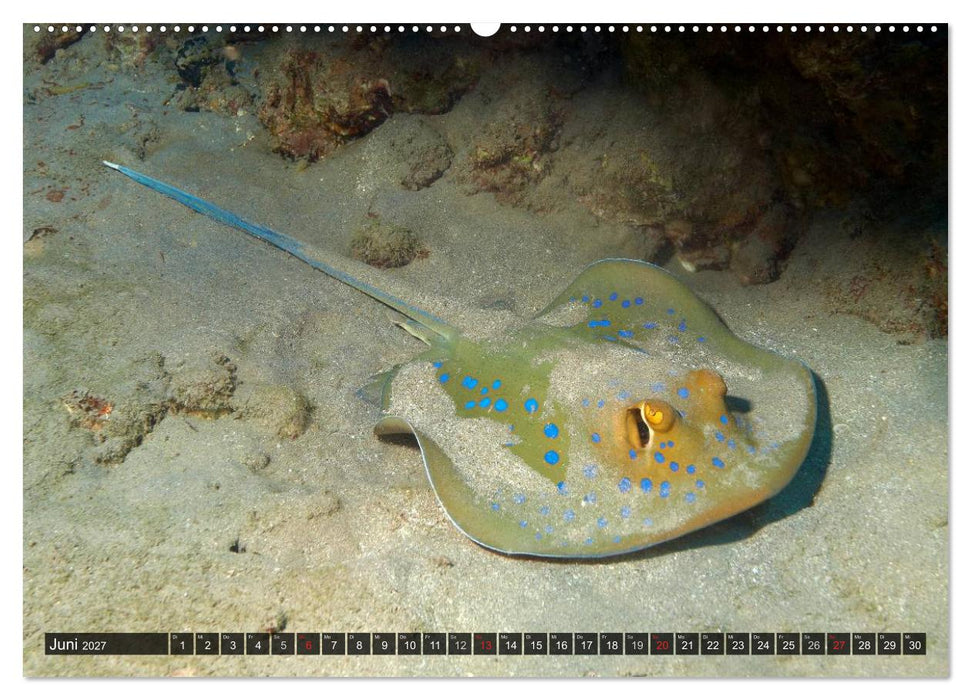 Tropische Unterwasserwelt (CALVENDO Wandkalender 2027)