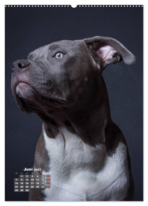Treue Wegbegleiter, Hunde im Portrait. (CALVENDO Premium Wandkalender 2027)