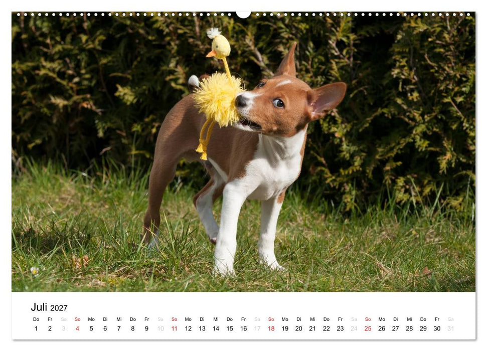 Allerliebste Basenji Welpen 2027 (CALVENDO Premium Wandkalender 2027)