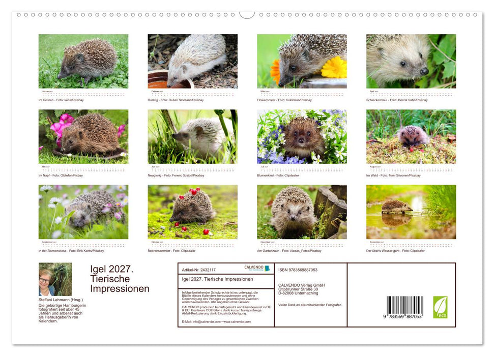 Igel 2027. Tierische Impressionen (CALVENDO Premium Wandkalender 2027)