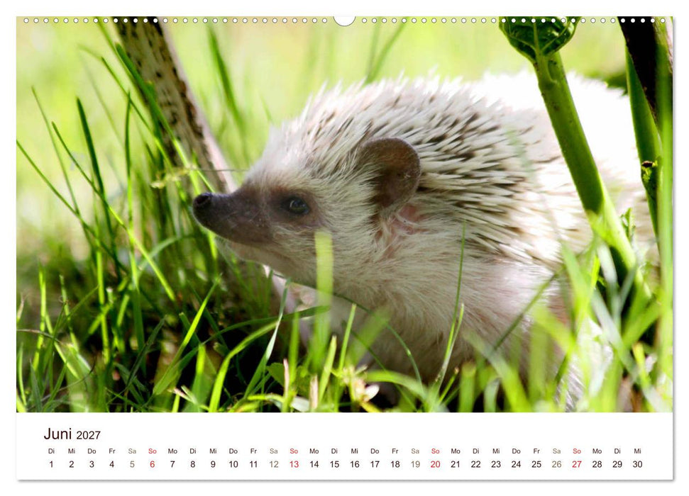 Igel 2027. Tierische Impressionen (CALVENDO Premium Wandkalender 2027)