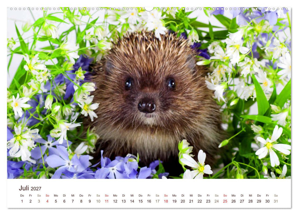 Igel 2027. Tierische Impressionen (CALVENDO Premium Wandkalender 2027)
