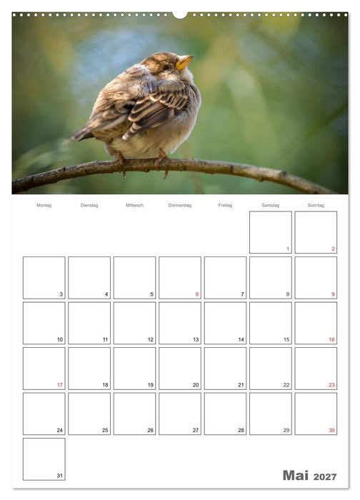 Vögel im heimischen Garten (CALVENDO Wandkalender 2027)
