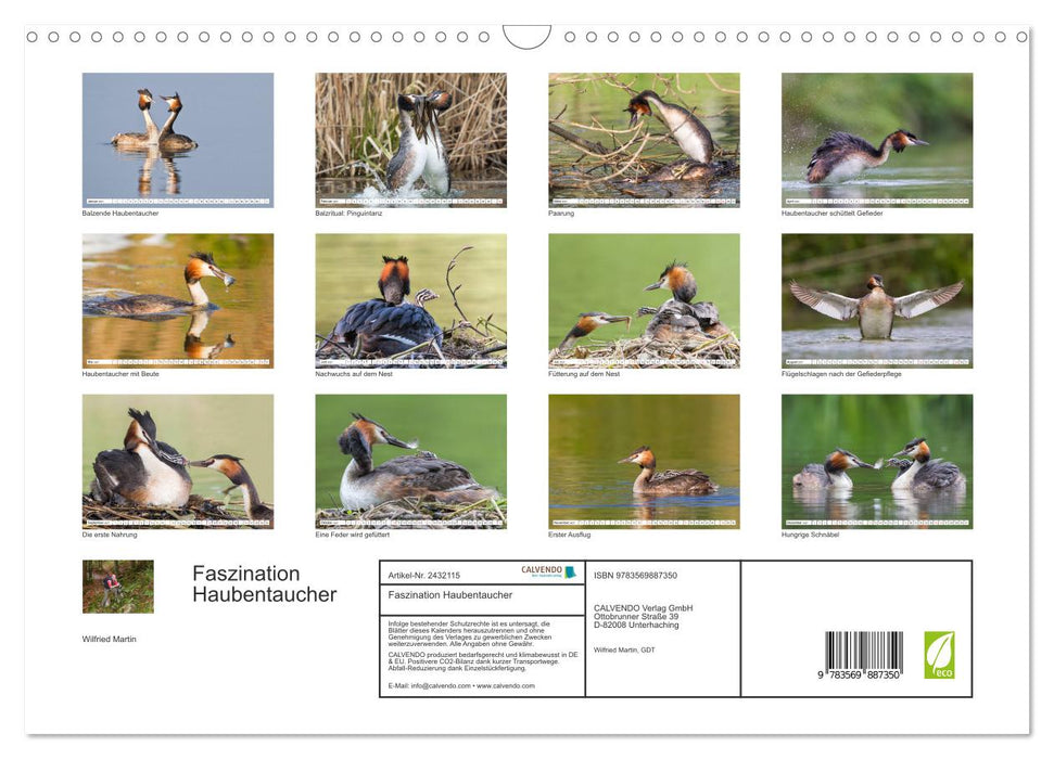 Faszination Haubentaucher (CALVENDO Wandkalender 2027)