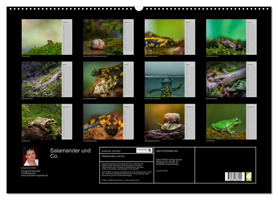 Salamander und Co. (CALVENDO Wandkalender 2027)