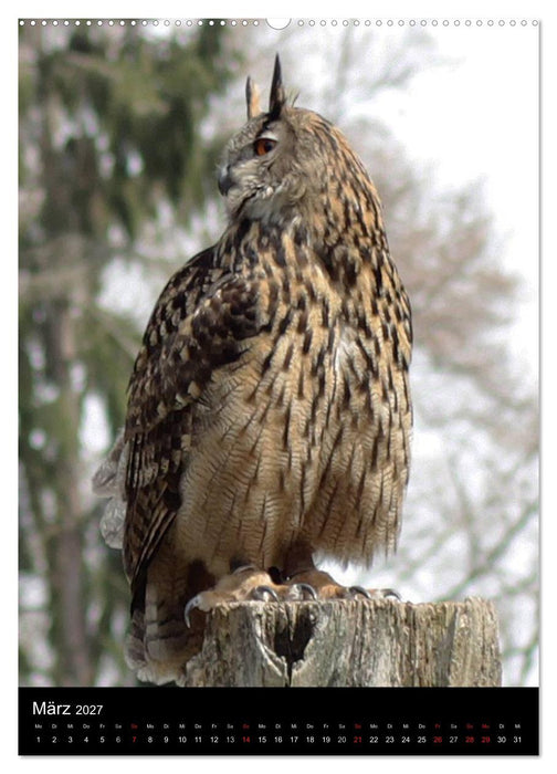 Scharfe Krallen, scharfe Augen, Greifvögel und Eulen im Wildpark (CALVENDO Premium Wandkalender 2027)