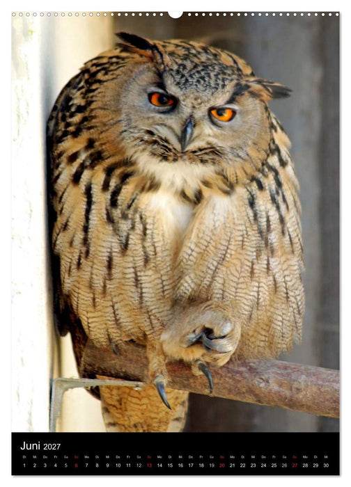 Scharfe Krallen, scharfe Augen, Greifvögel und Eulen im Wildpark (CALVENDO Premium Wandkalender 2027)