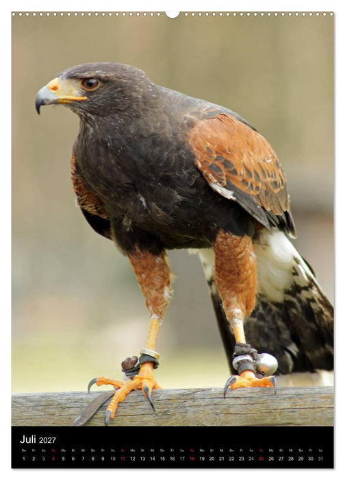 Scharfe Krallen, scharfe Augen, Greifvögel und Eulen im Wildpark (CALVENDO Premium Wandkalender 2027)