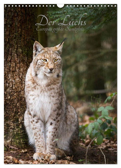 Der Luchs - Europas größte Samtpfote (CALVENDO Wandkalender 2027)