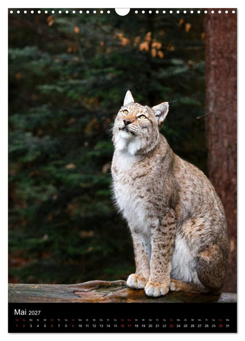 Der Luchs - Europas größte Samtpfote (CALVENDO Wandkalender 2027)