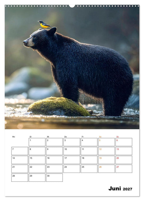 Ein Herz und eine Schnauze - Ein tierisch buntes Miteinander (CALVENDO Wandkalender 2027)