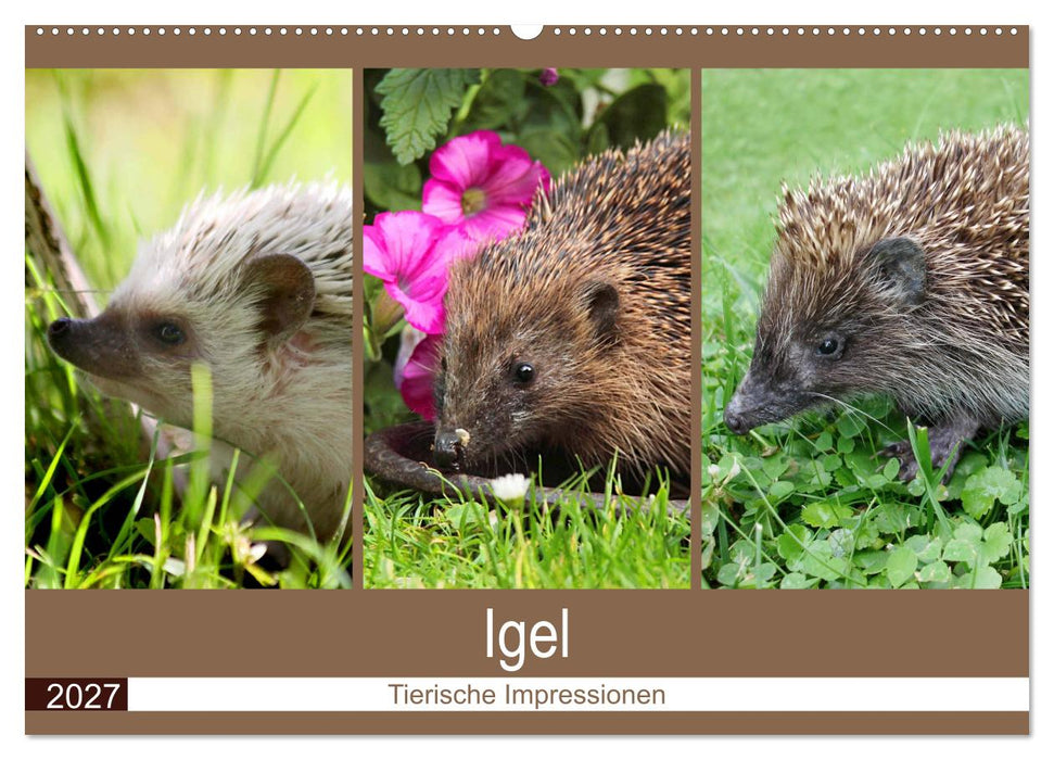 Igel 2027. Tierische Impressionen (CALVENDO Wandkalender 2027)