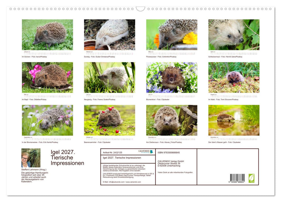 Igel 2027. Tierische Impressionen (CALVENDO Wandkalender 2027)
