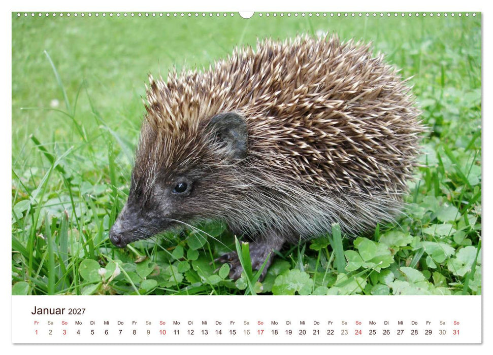 Igel 2027. Tierische Impressionen (CALVENDO Wandkalender 2027)