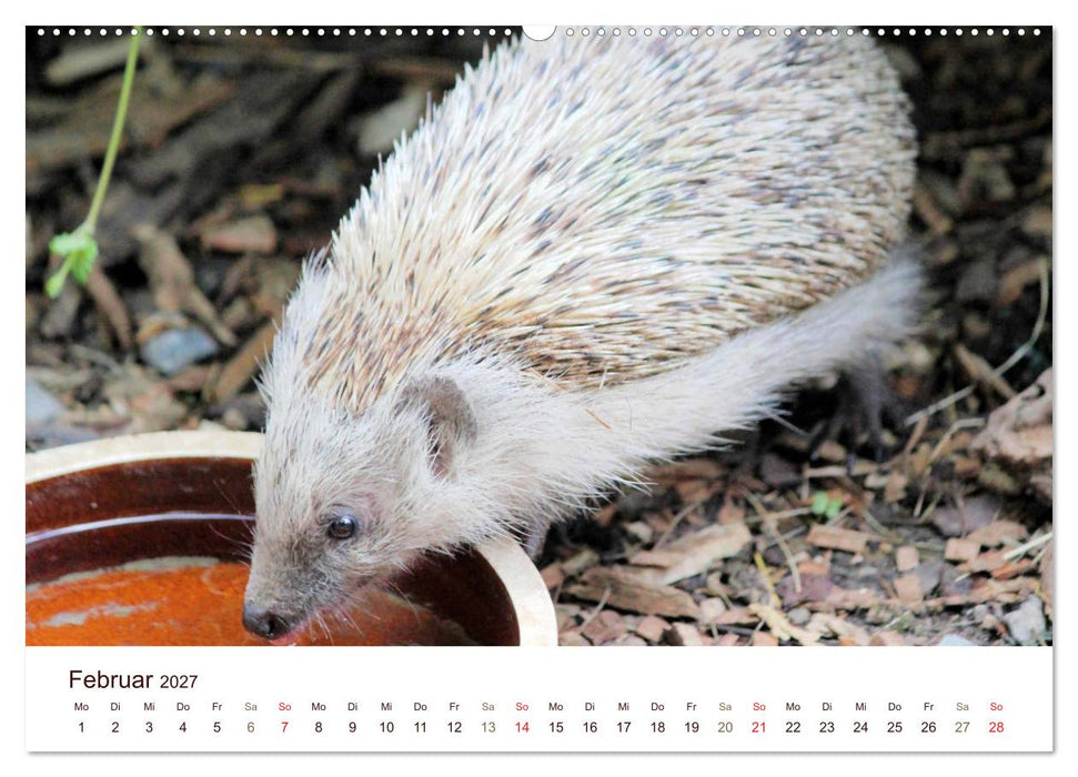 Igel 2027. Tierische Impressionen (CALVENDO Wandkalender 2027)