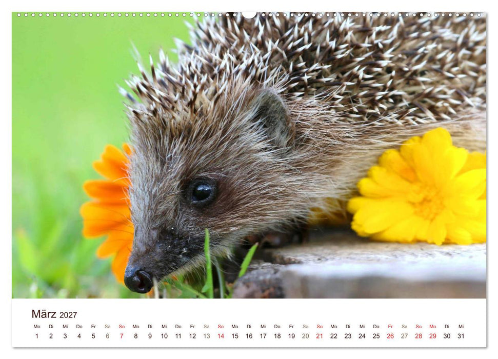 Igel 2027. Tierische Impressionen (CALVENDO Wandkalender 2027)