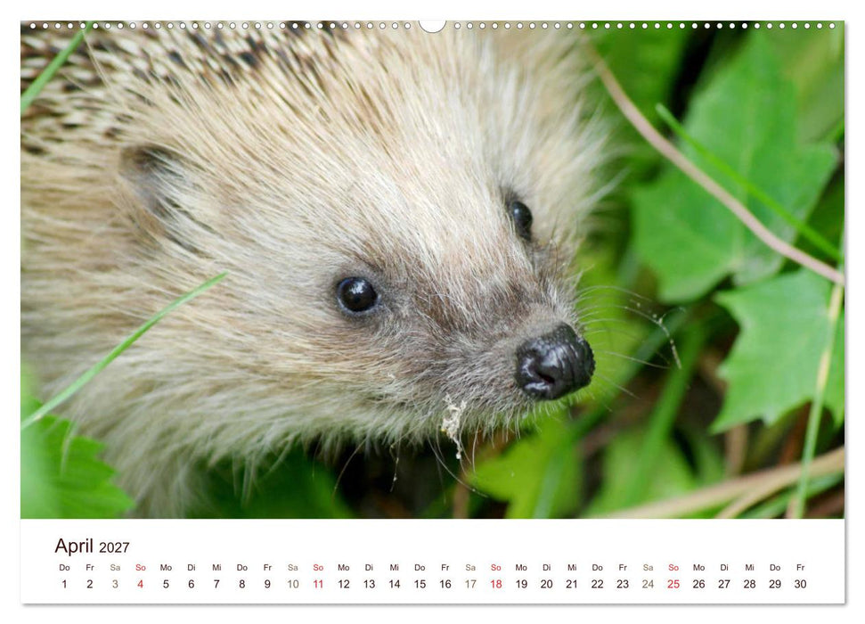 Igel 2027. Tierische Impressionen (CALVENDO Wandkalender 2027)