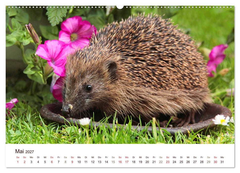 Igel 2027. Tierische Impressionen (CALVENDO Wandkalender 2027)