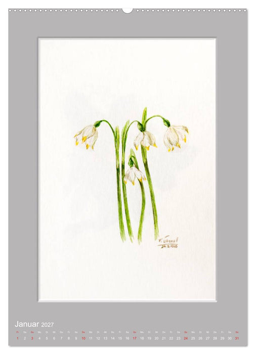 Alpenblumen Aquarelle aus Tirol (CALVENDO Premium Wandkalender 2027)