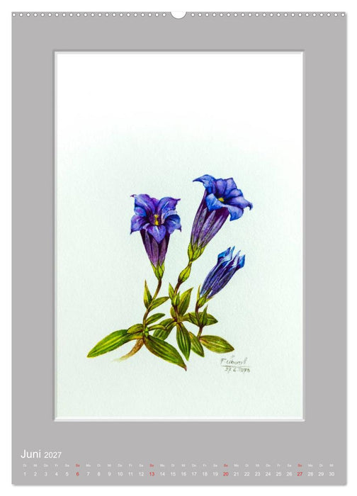 Alpenblumen Aquarelle aus Tirol (CALVENDO Premium Wandkalender 2027)