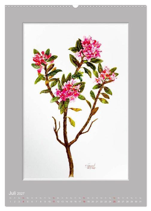 Alpenblumen Aquarelle aus Tirol (CALVENDO Premium Wandkalender 2027)
