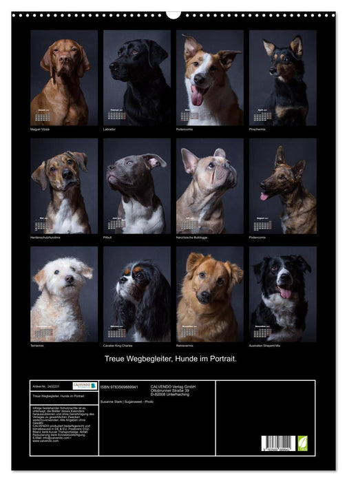 Treue Wegbegleiter, Hunde im Portrait. (CALVENDO Wandkalender 2027)