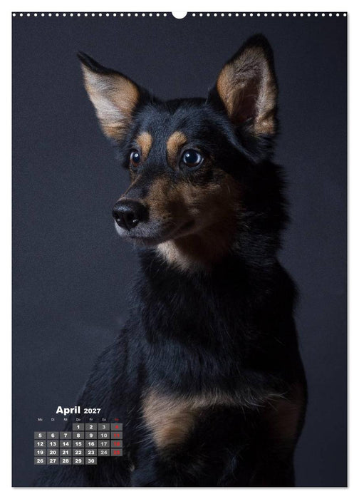 Treue Wegbegleiter, Hunde im Portrait. (CALVENDO Wandkalender 2027)