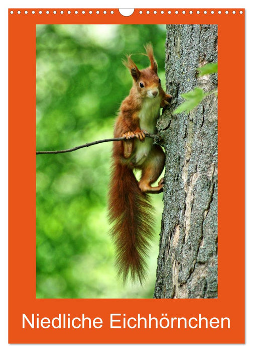 Niedliche Eichhörnchen (CALVENDO Wandkalender 2027)